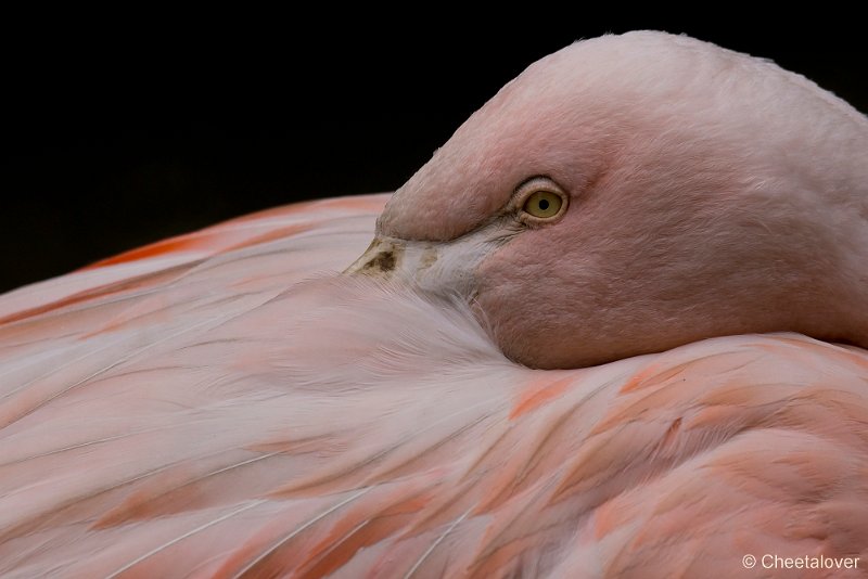 _DSC0031.JPG - Chileense Flamingo